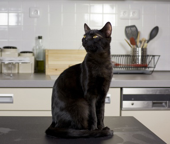 Cat on counter
